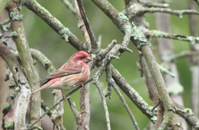 Purple Finch