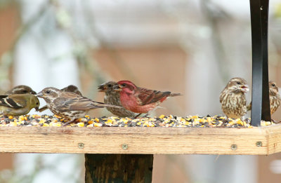 Purple Finches and Goldfinches