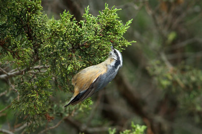 Red-breasted Nuthatch