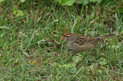 White-crowned Sparrow (Juv.)