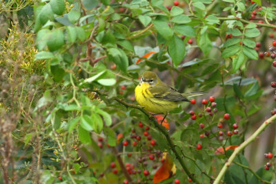 Prairie Warbler