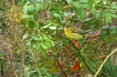 Prairie Warbler