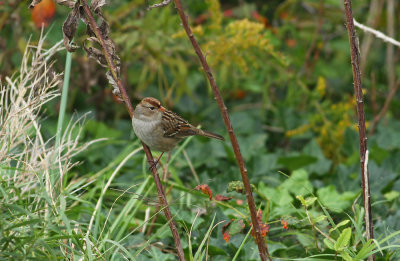 White-crowned Sparrow (juv.)