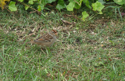 White-crowned Sparrow (juv.)