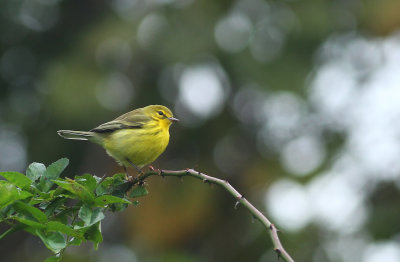 Prairie Warbler
