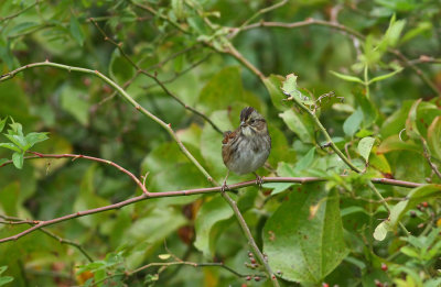 Swamp Sparrow