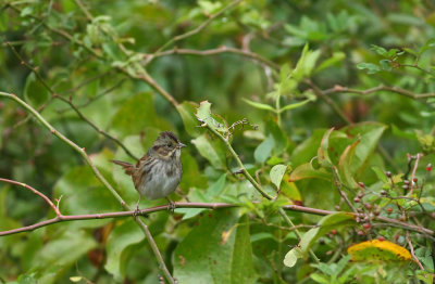 Swamp Sparrow