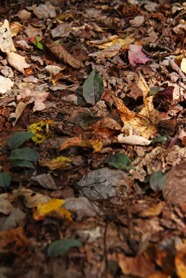 Tipularia discolor- Cranefly Orchid
