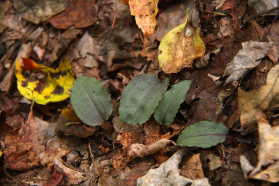 Tipularia discolor- Cranefly Orchid