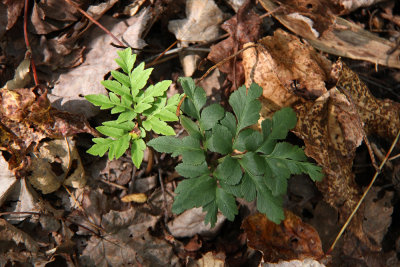 Botrychium dissectum (Cut-leaved Grape Fern)