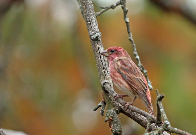 Purple Finch