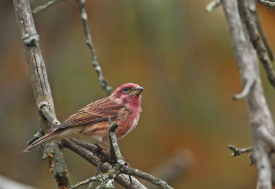 Purple Finch