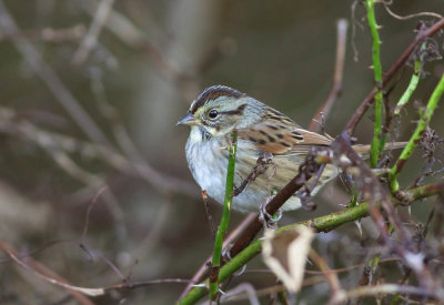 Swamp Sparrow