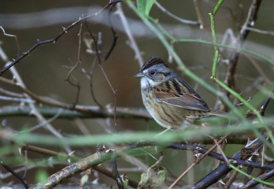 Swamp Sparrow