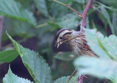 Swamp Sparrow