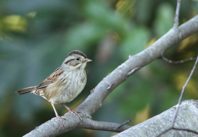 Swamp Sparrow