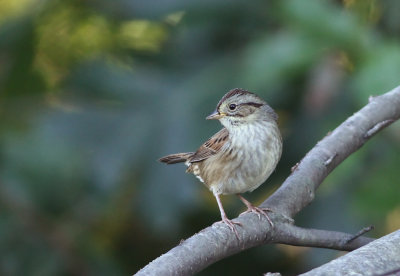 Swamp Sparrow