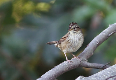 Swamp Sparrow