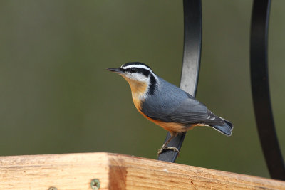Red-breasted Nuthatch