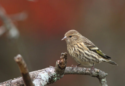 Pine Siskin