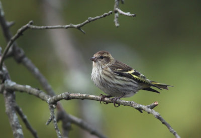 Pine Siskin