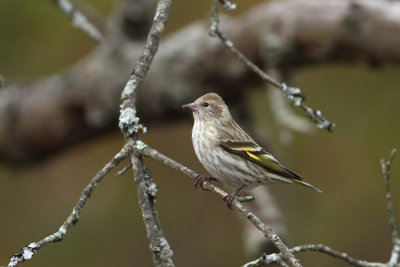 Pine Siskin