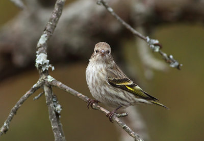 Pine Siskin