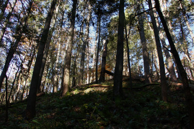Tillman Ravine