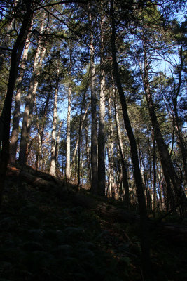 Tillman Ravine