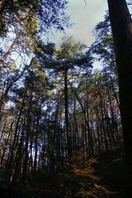 Old Growth Hemlock at Tillman Ravine