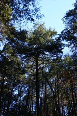 Old Growth Hemlock at Tillman Ravine