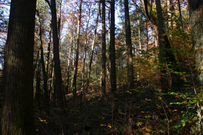 Tillman Ravine