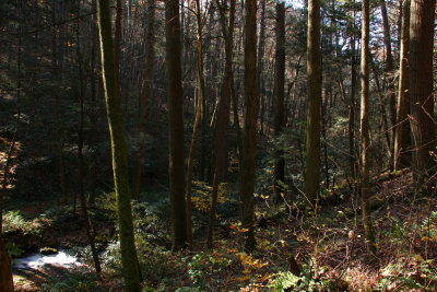 Tillman Ravine