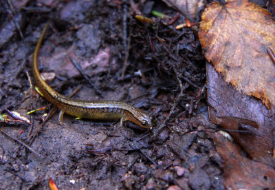 Northern Two-lined Salamander