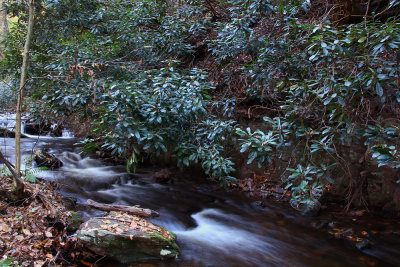 Rhododendrons at Tillman Ravine
