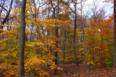 Fall Color in Stokes State Forest