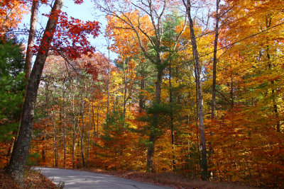 Fall Color in Stokes State Forest
