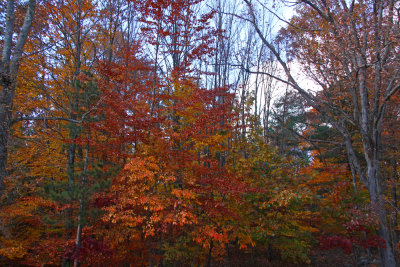 Fall Color in Stokes State Forest
