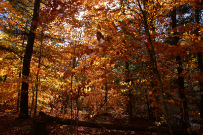 Fall Color in Stokes State Forest