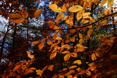 Fall Color in Stokes State Forest