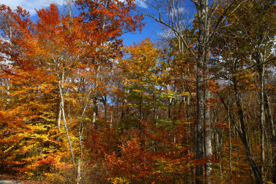 Fall Color in Stokes State Forest