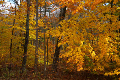 Fall Color in Stokes State Forest