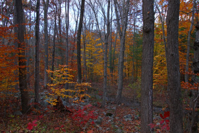 Fall Color in Stokes State Forest