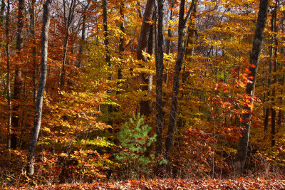 Fall Color in Stokes State Forest