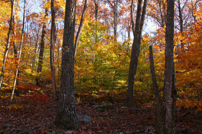 Fall Color in Stokes State Forest
