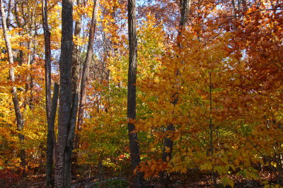 Fall Color in Stokes State Forest