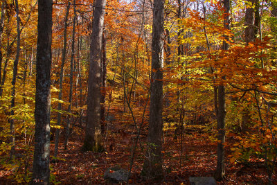 Fall Color in Stokes State Forest