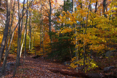 Fall Color in Stokes State Forest
