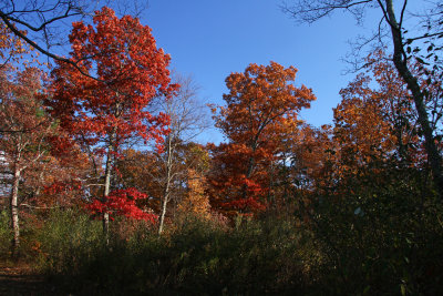 Fall Color in Stokes State Forest