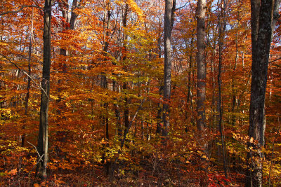 Fall Color in Stokes State Forest